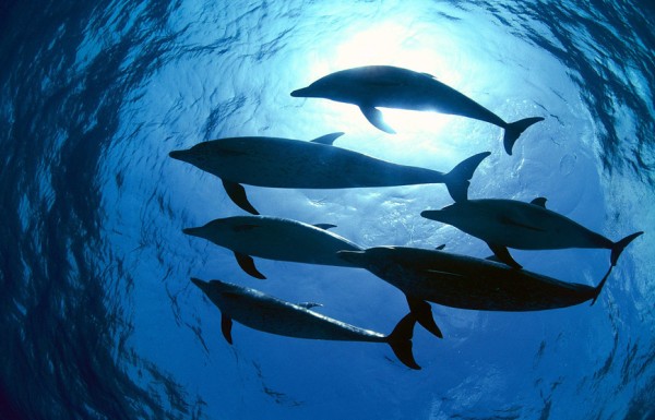 Full Day Trip To Dolphin House ( Daily )